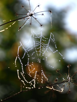 Close-up of delicate fairy wings sparkling with dew in dawn light.