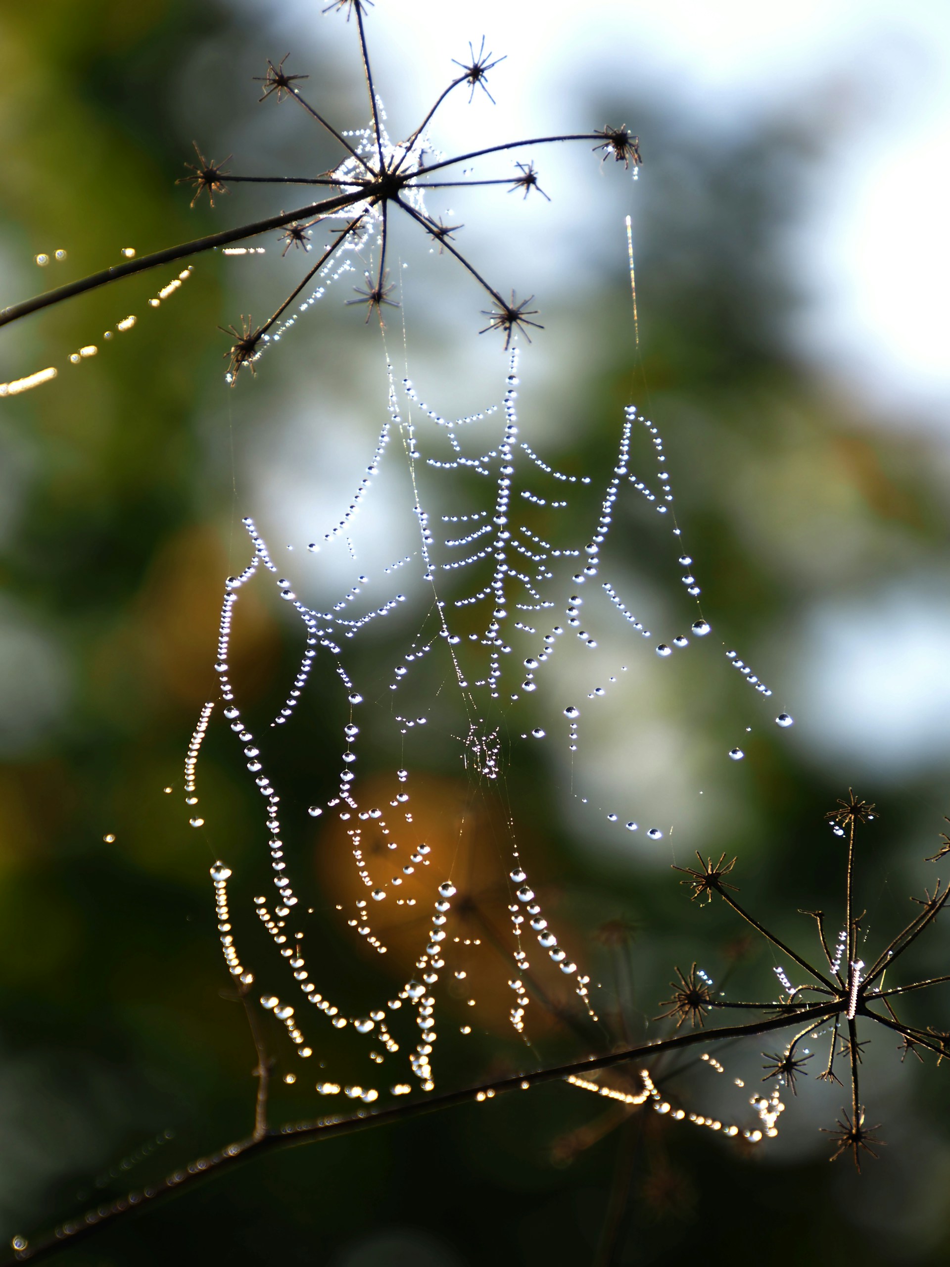A close-up shot of morning dew on a spiderweb, each droplet sparkling like tiny jewels against a soft green background.