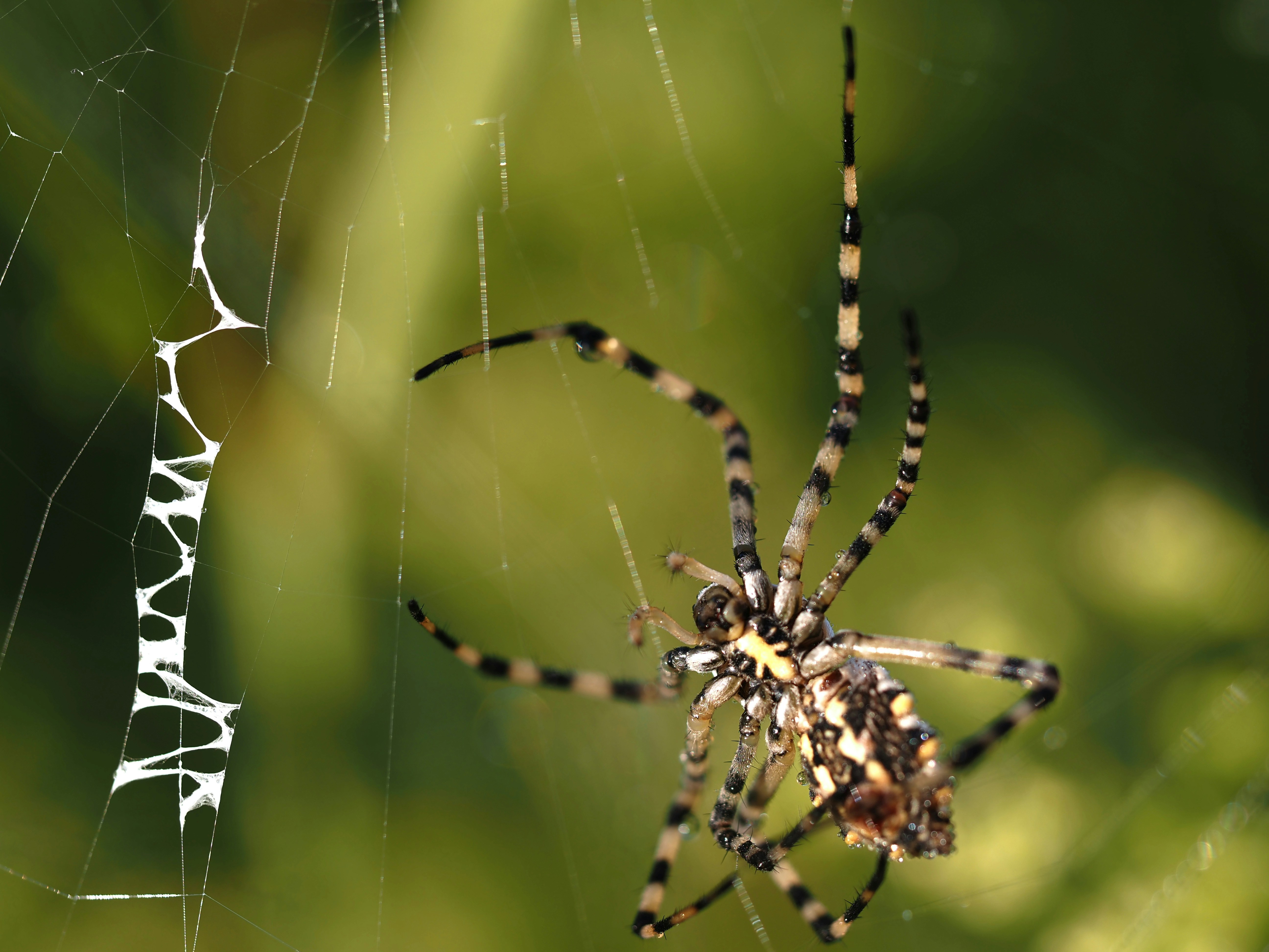 a close up of a spider on a web