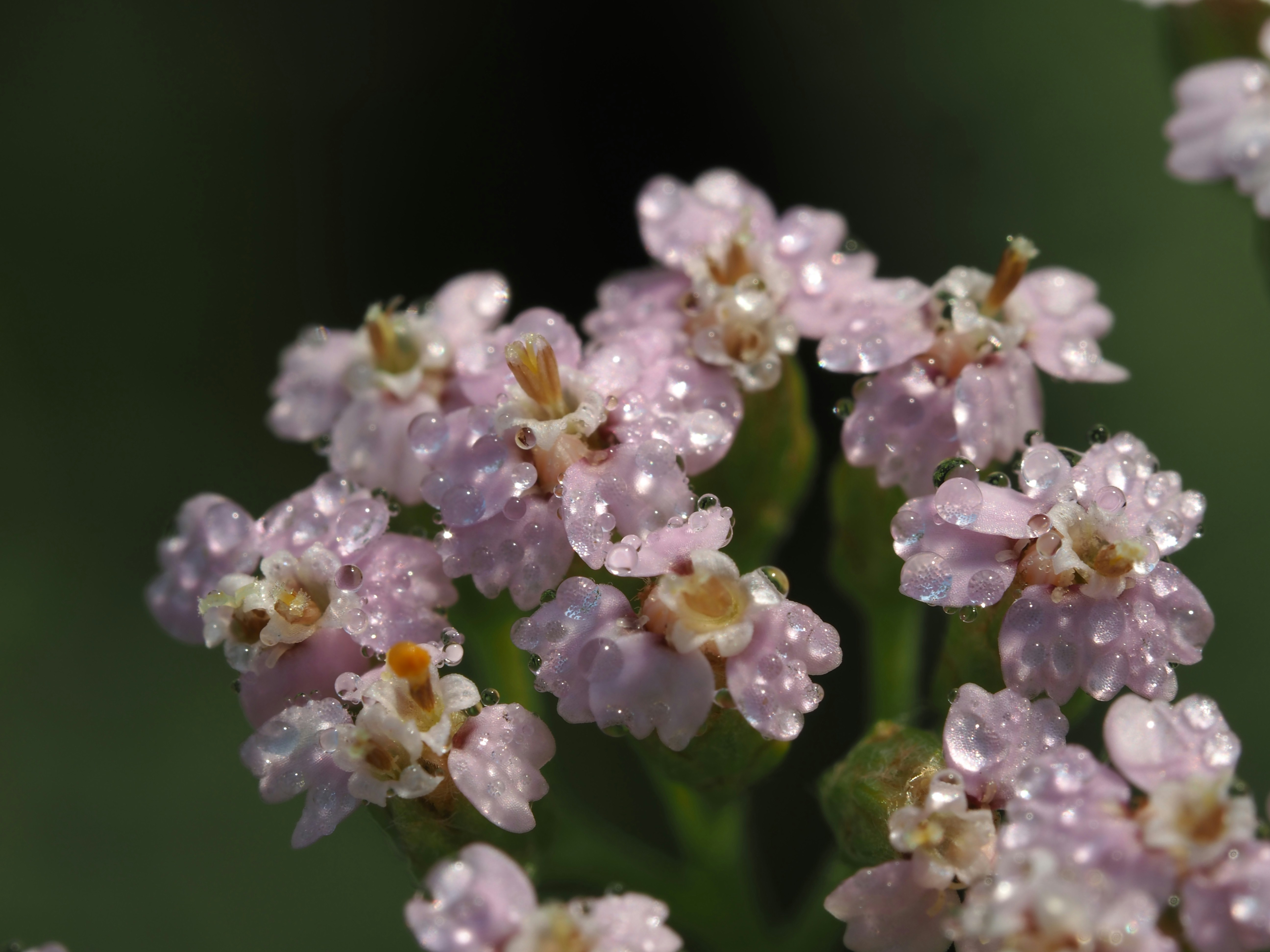 Photo by juriia56