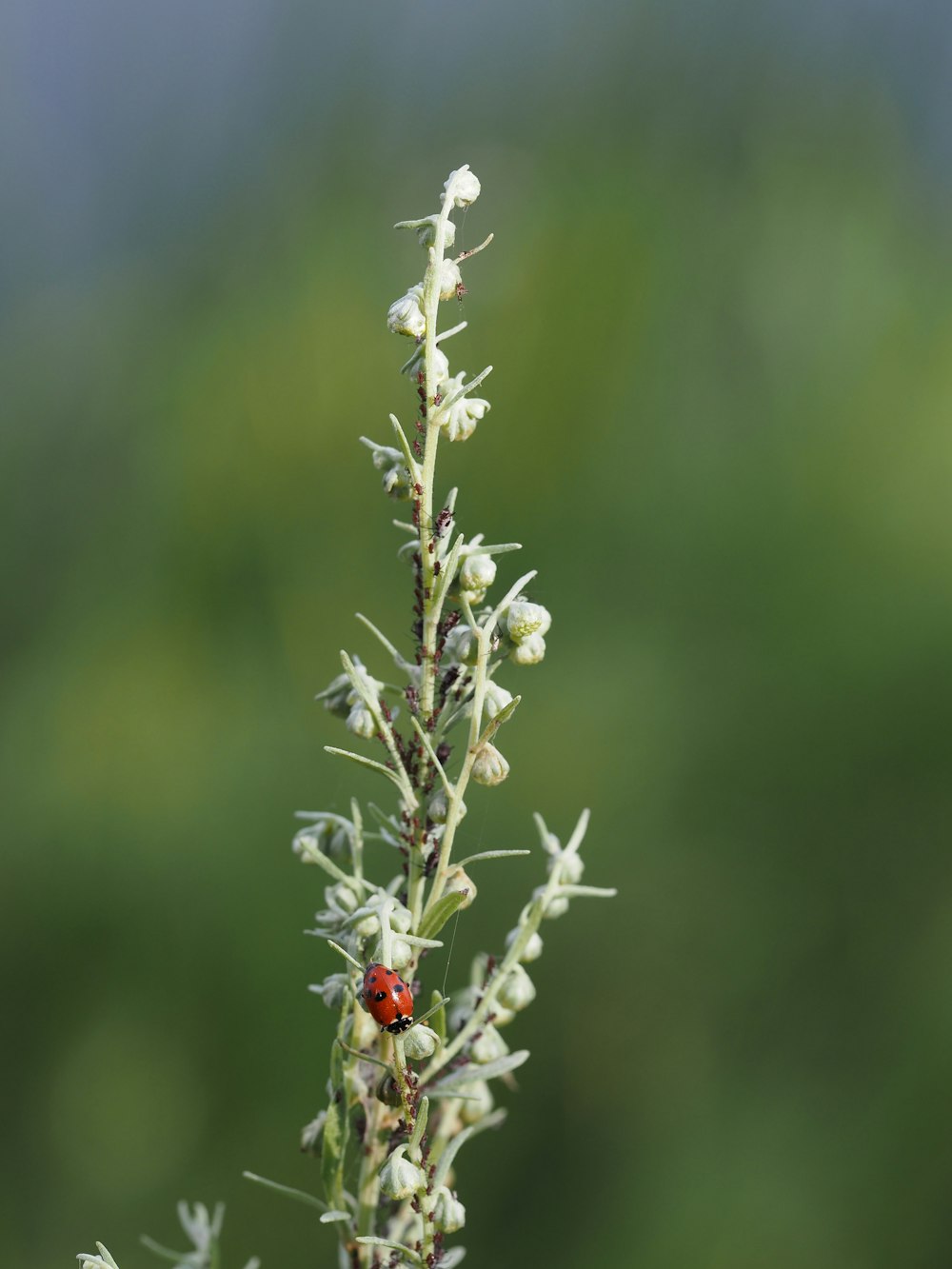 a ladybug sitting on top of a plant with white flowers