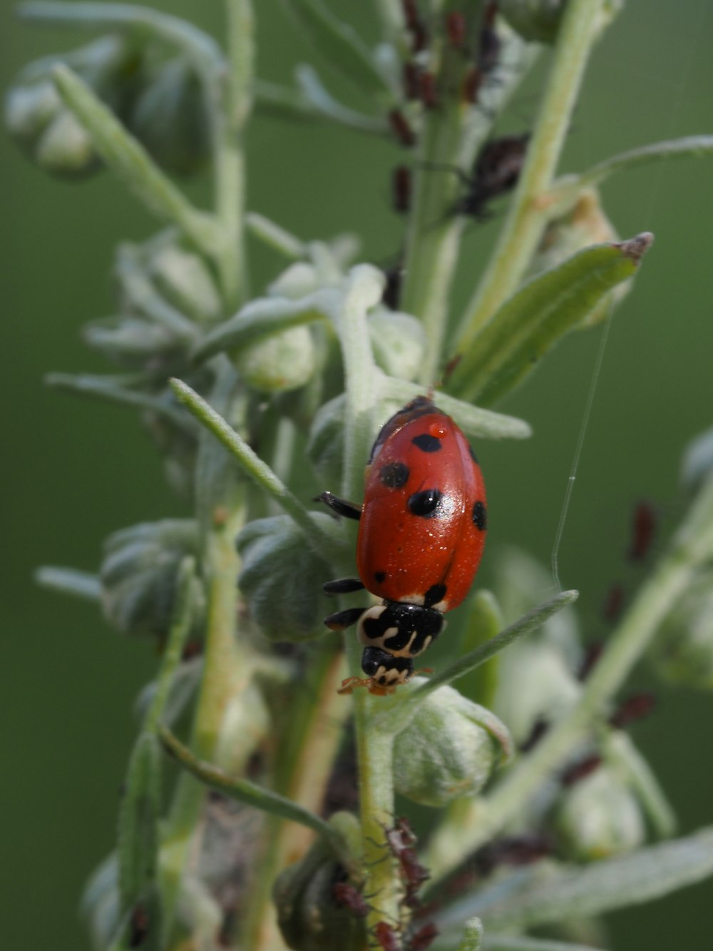 a lady bug sitting on top of a plant