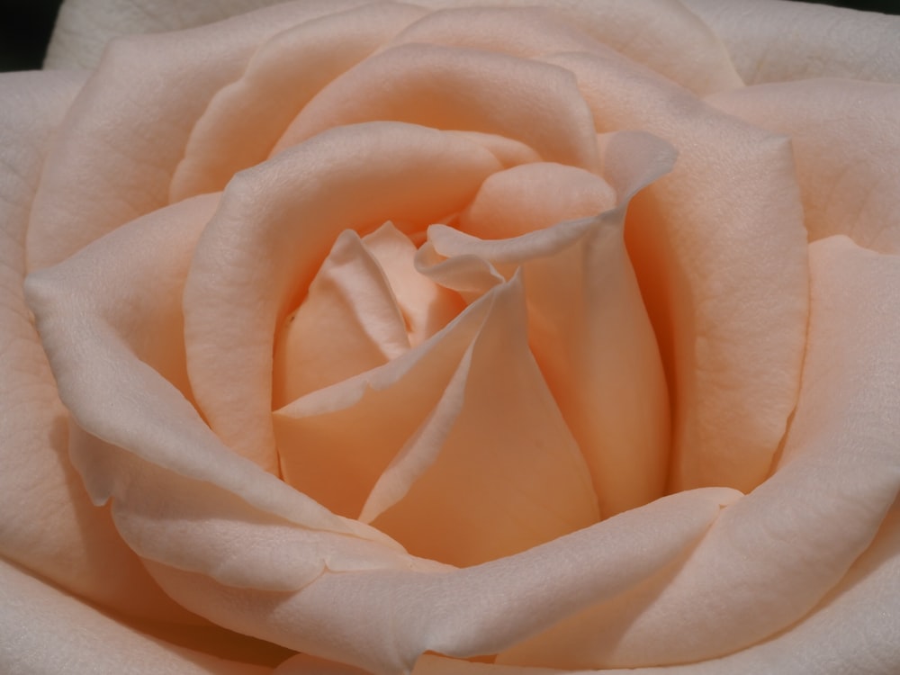 a close up view of a peach colored rose