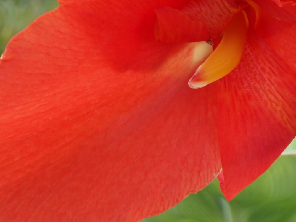 a close up of a red flower with a green background