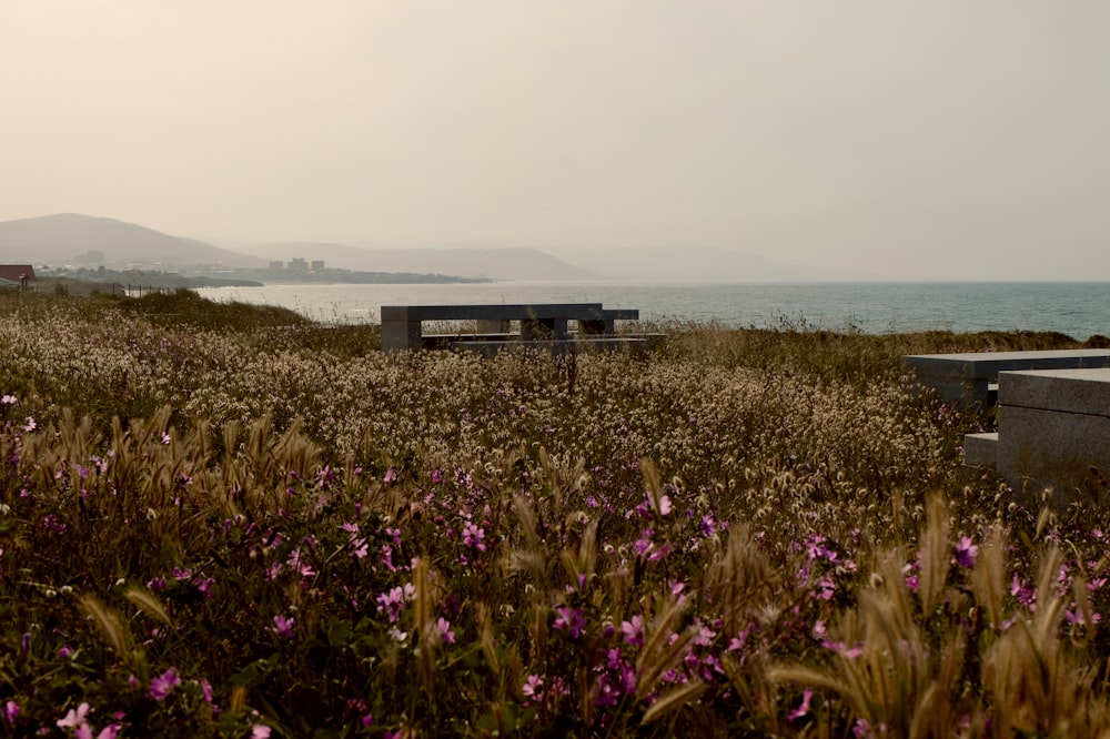 un champ herbeux avec des bancs et des fleurs au premier plan