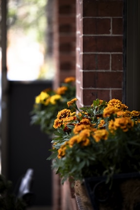 A side view of vibrant yellow and orange flowers in a planter box mounted on an outdoor ledge. The background features a brick wall and appears to be part of a building. The scene has a natural, slightly blurred outdoor setting, suggesting the presence of greenery and light in the distance.