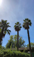 a couple of palm trees sitting next to each other