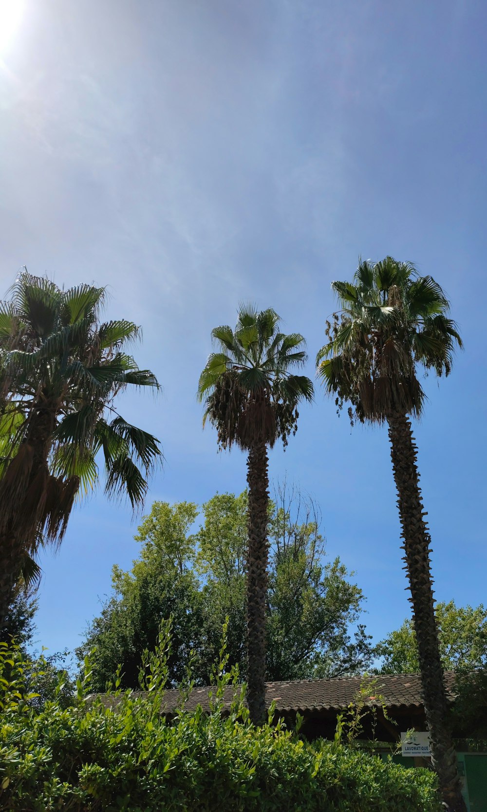 a couple of palm trees sitting next to each other