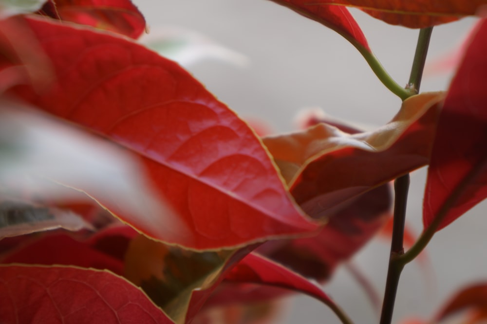 a close up of a plant with red leaves