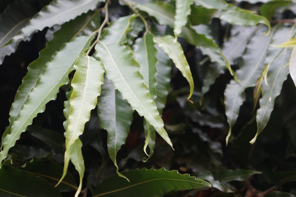 a close up of leaves on a tree