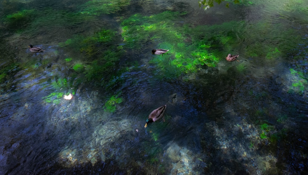 Un gruppo di anatre che galleggiano sulla cima di uno specchio d'acqua