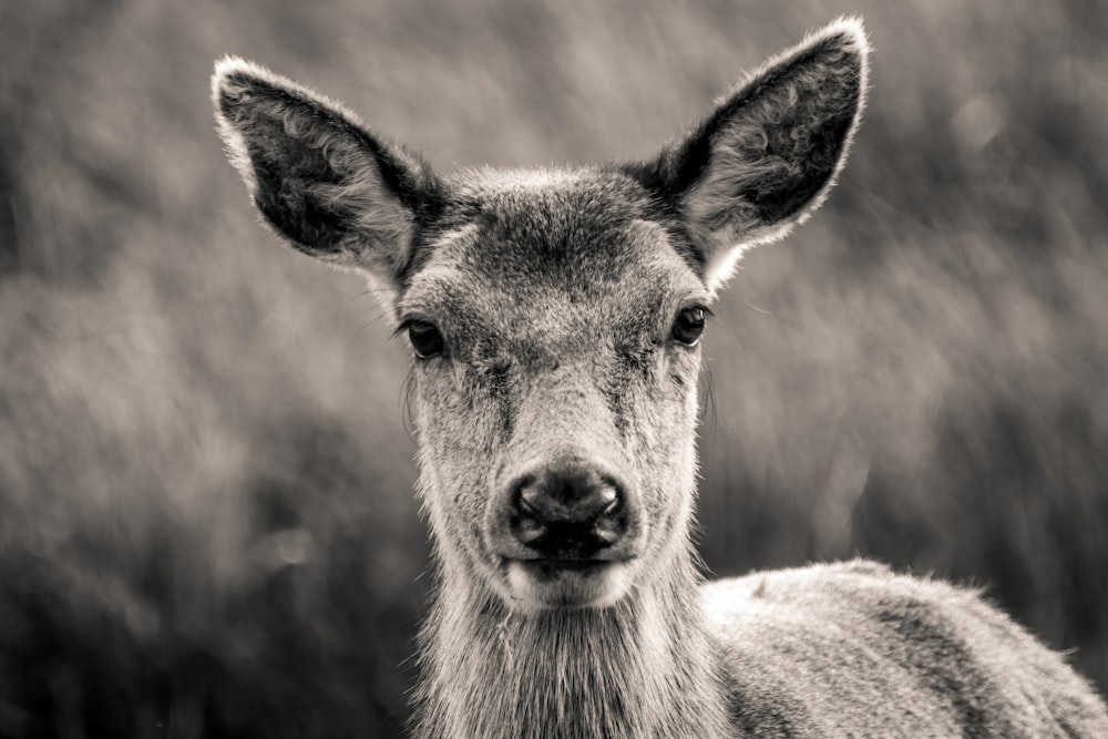 a black and white photo of a deer