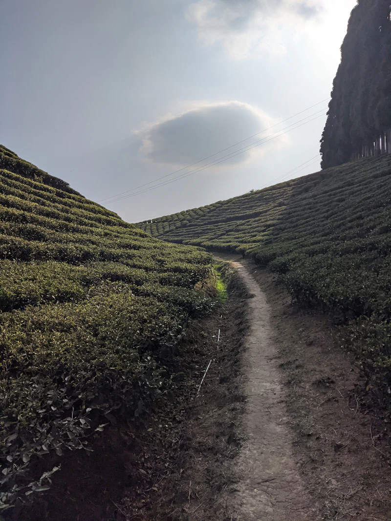 tea estate