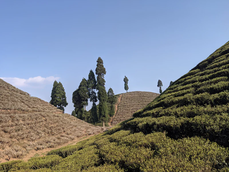 tea estate with trees in the background