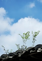 An ornate traditional roof with green plants growing on top, set against a bright blue sky with fluffy white clouds.