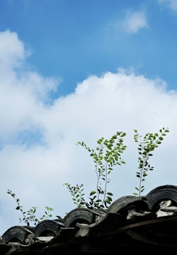 A vibrant green roof with blooming flowers under a clear blue sky.