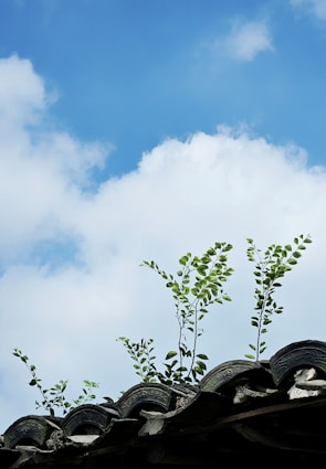 An ornate traditional roof with green plants growing on top, set against a bright blue sky with fluffy white clouds.