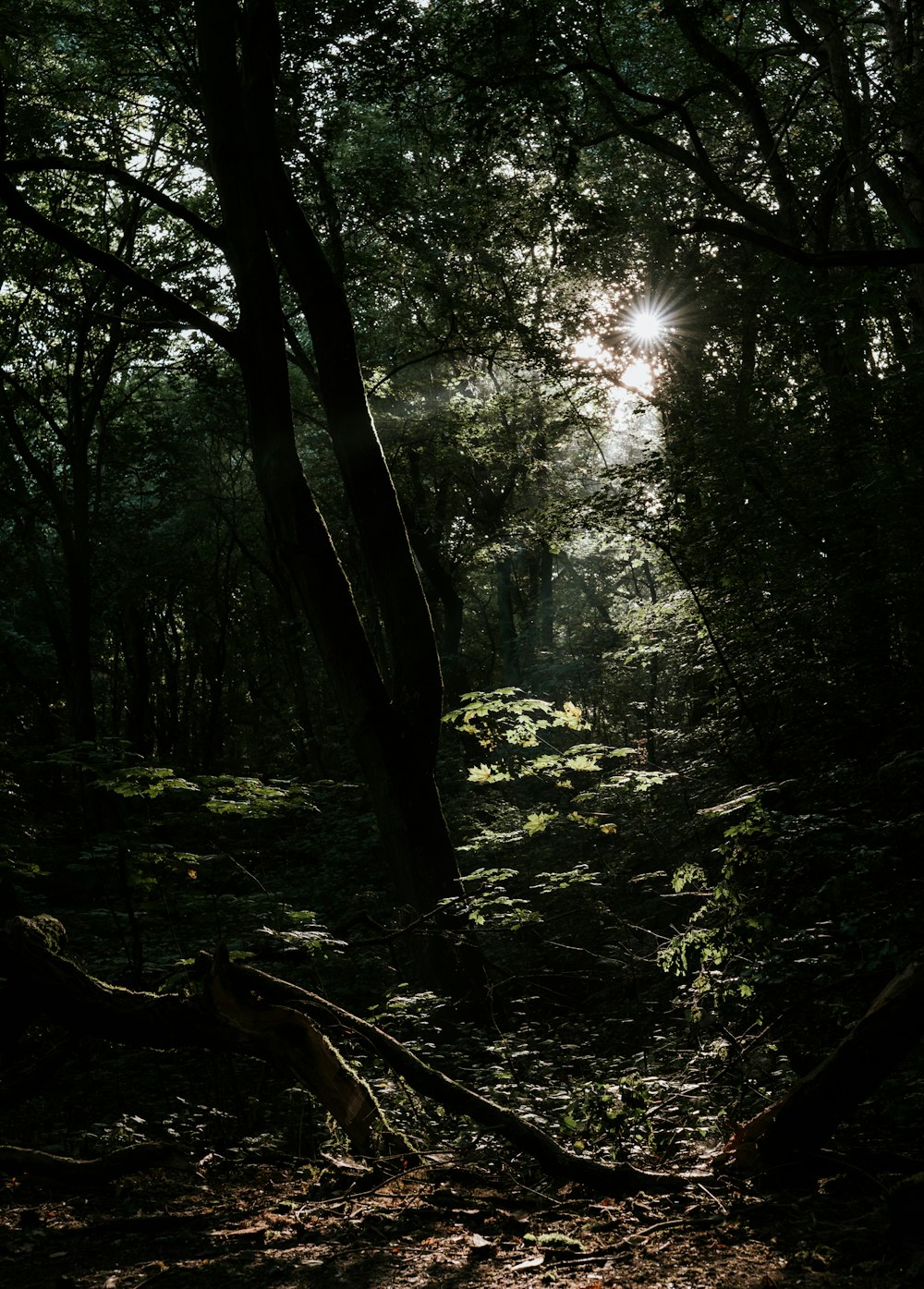 the sun shines through the trees in the forest