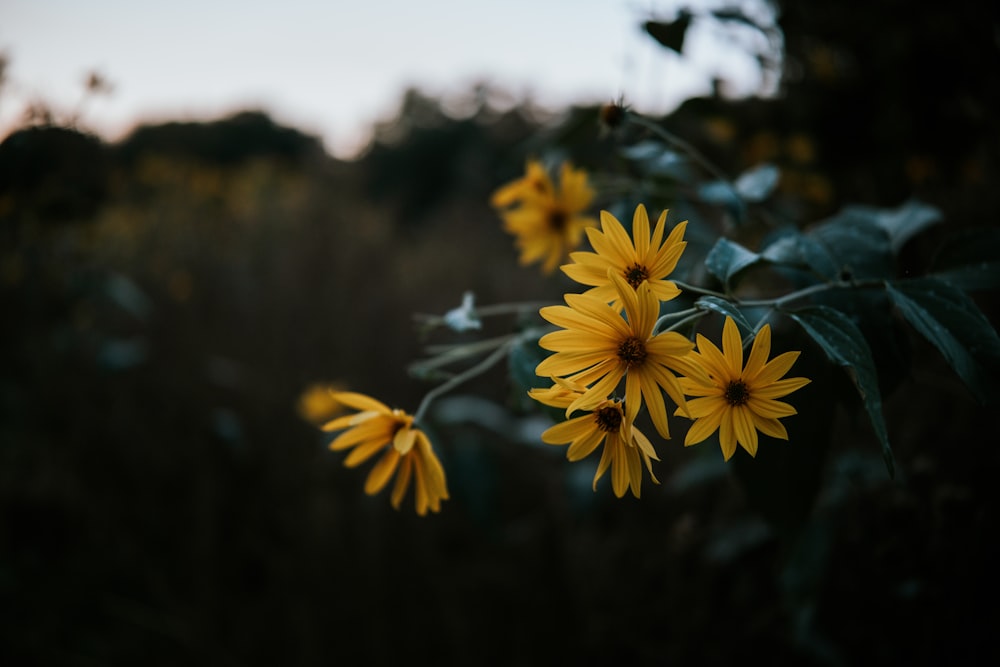 a bunch of yellow flowers in a field