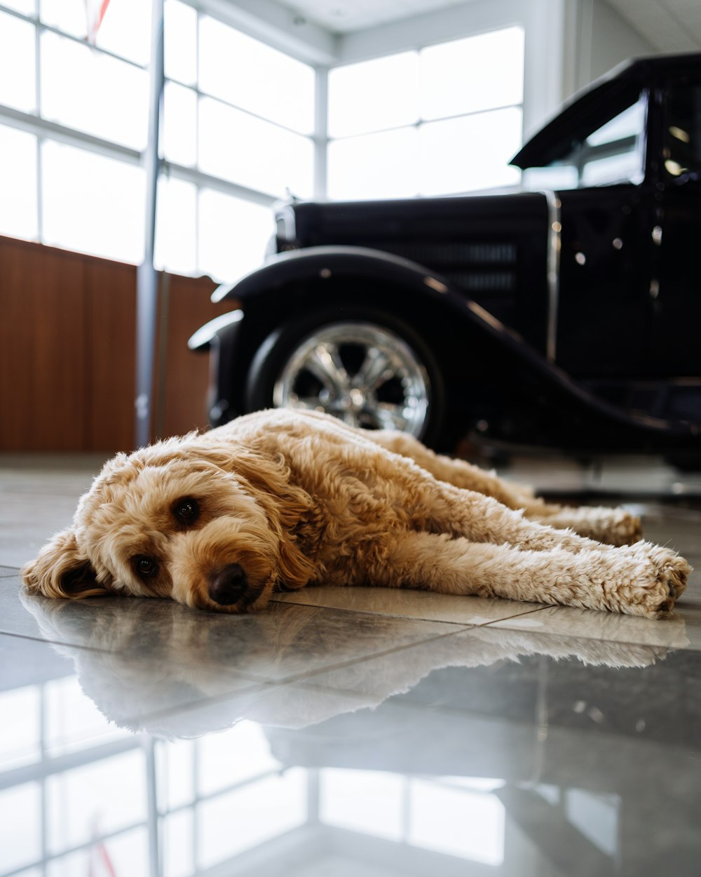 車の隣の床に横たわる犬