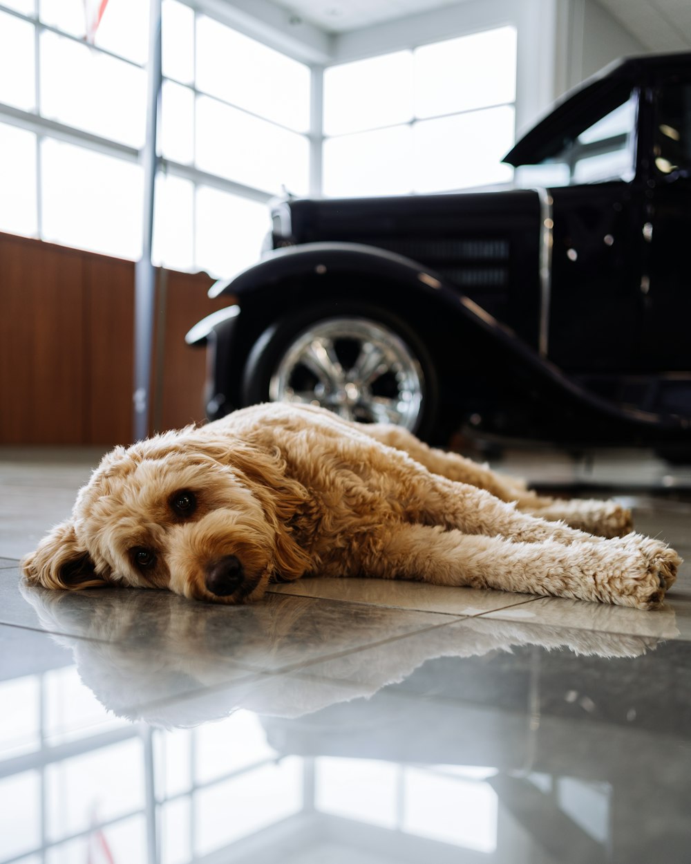 a dog laying on the floor next to a car