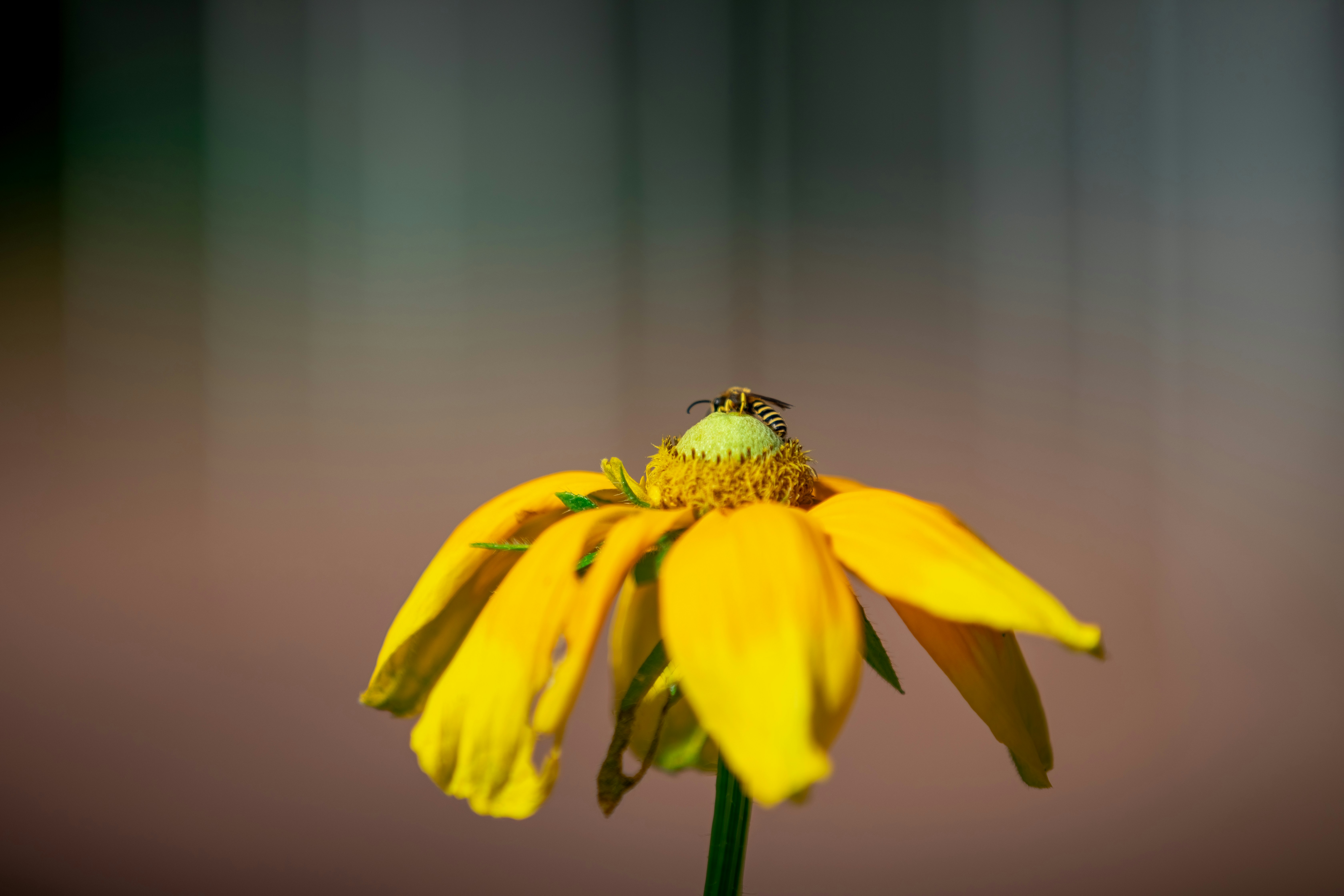 Photo by ovidiugruescu