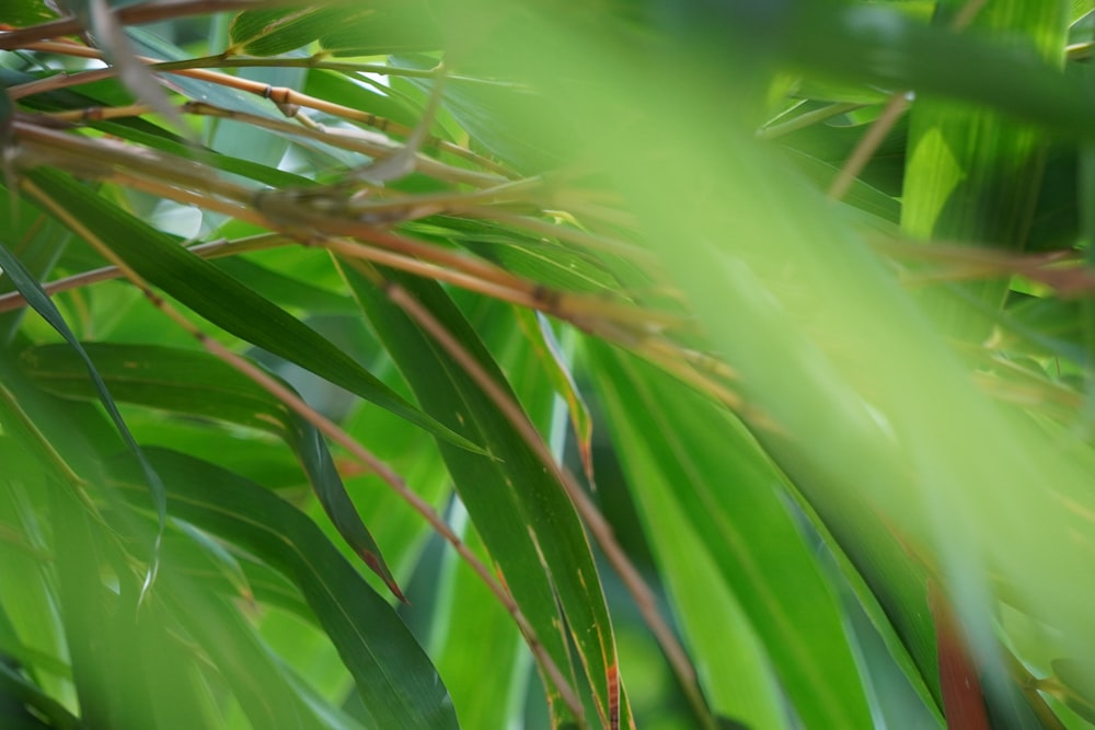 a blurry photo of a green plant with leaves