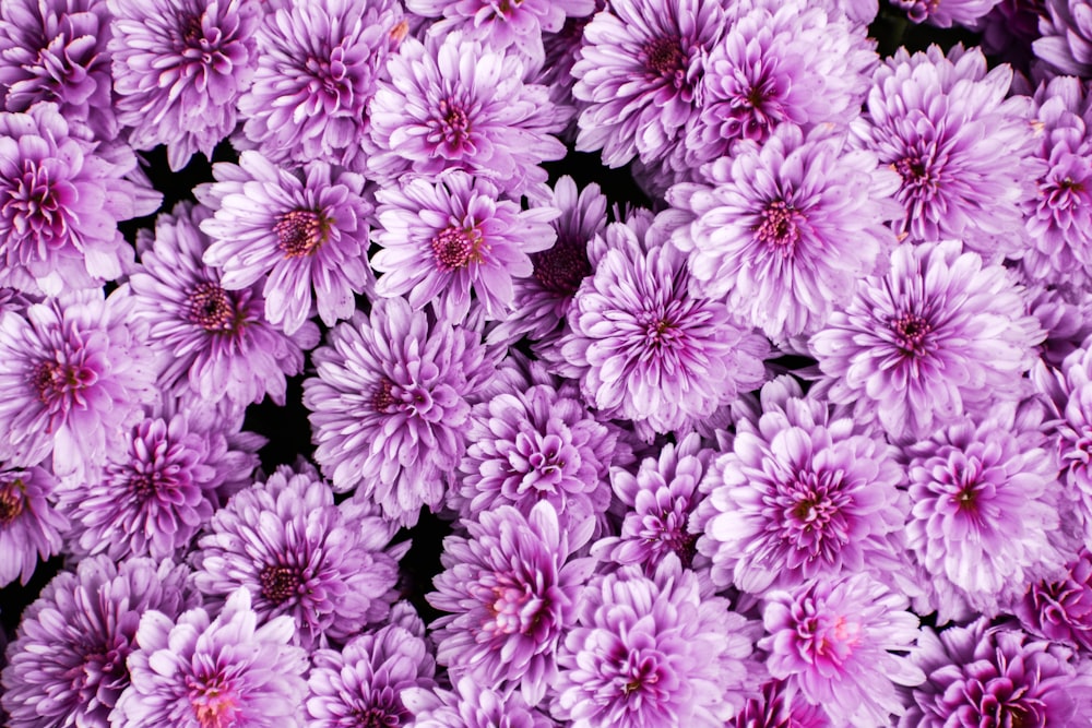 a bunch of purple flowers that are in a bunch