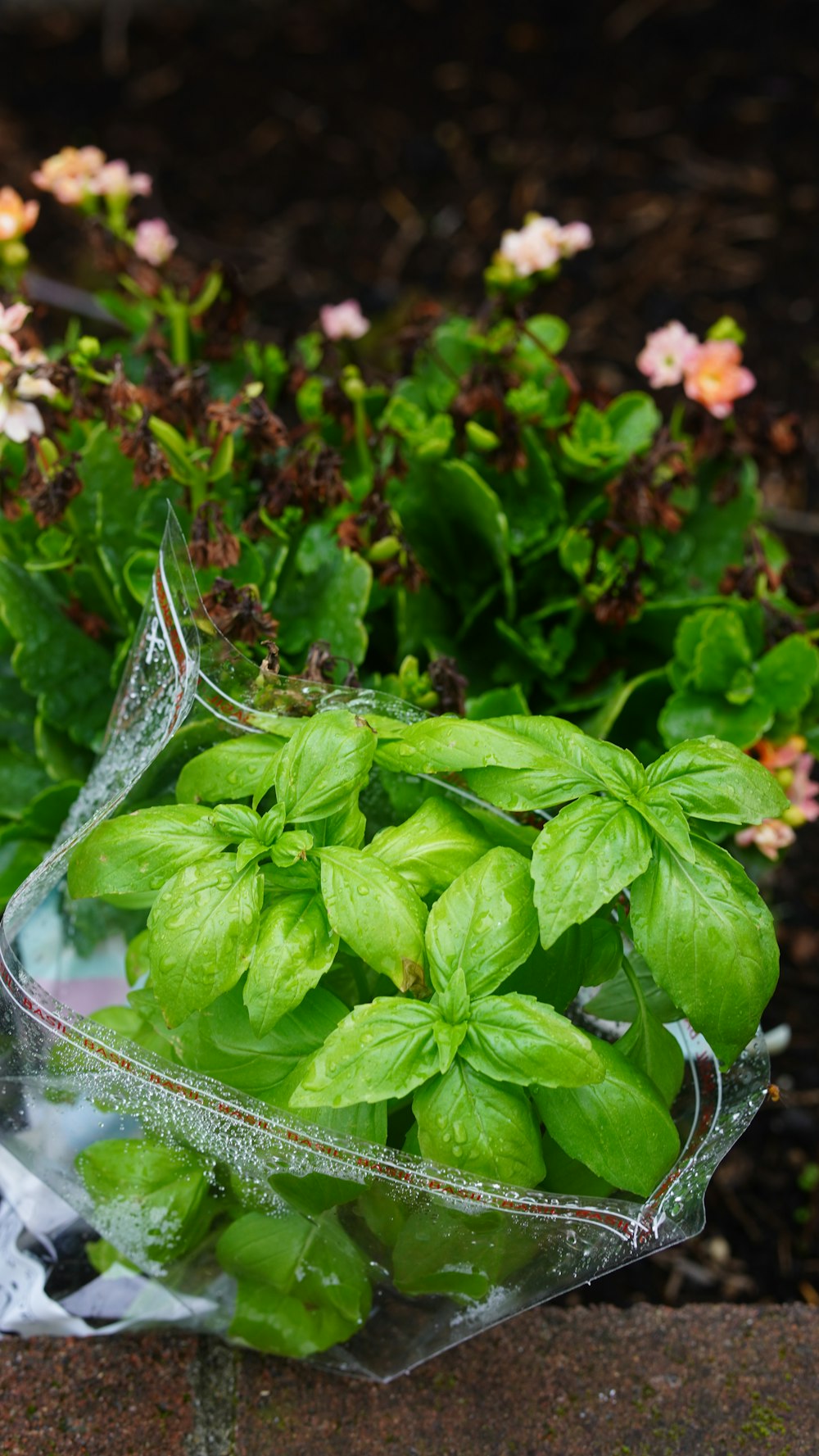 a bunch of green leaves in a clear vase