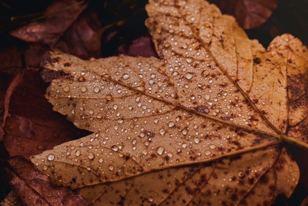 a close up of a leaf with drops of water on it