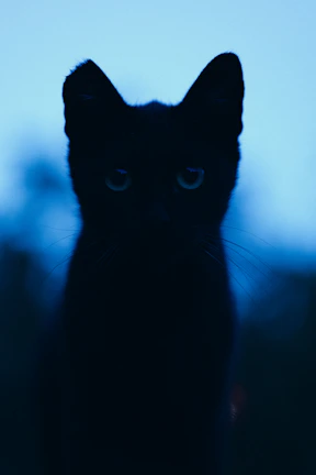 A whimsical black-and-white cat silhouette surrounded by soft glowing sparkles and fluffy textures.