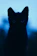 A whimsical black-and-white illustration of a fluffy cat with glowing eyes and twinkling stars around it.