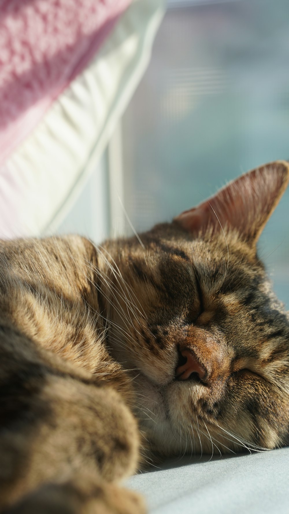 Un primer plano de un gato acostado en una cama