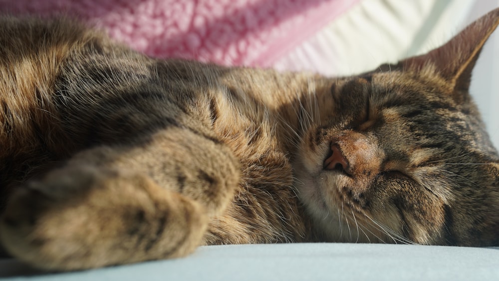 a close up of a cat sleeping on a bed