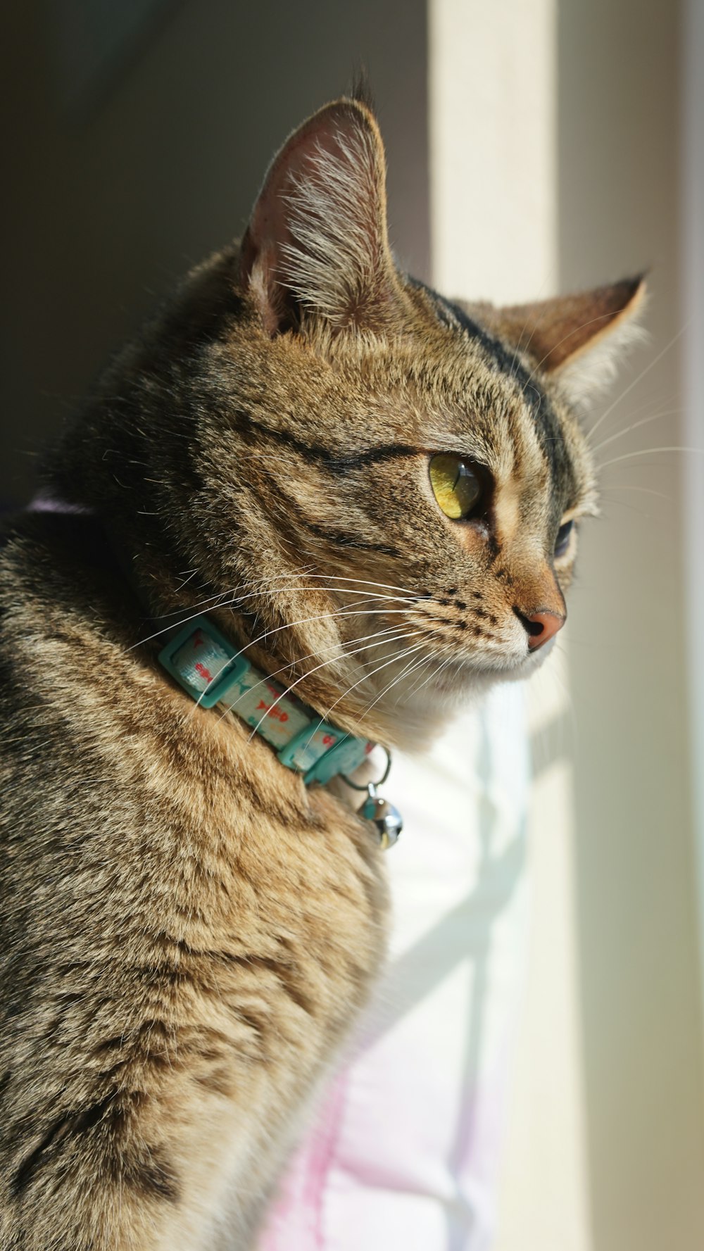 a cat sitting on a window sill looking out the window