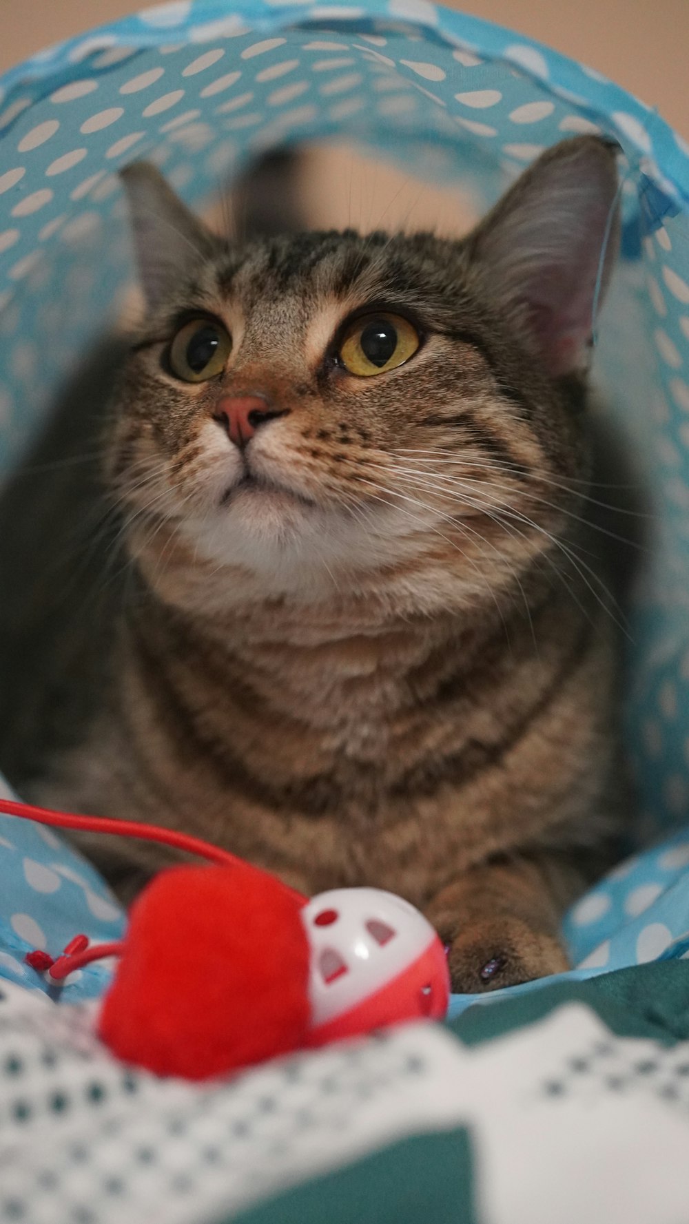 a cat is sitting in a ball on a bed