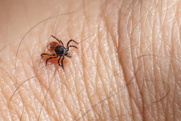Visual of a technician performing human-in-the-loop verification to certify tick-bite data points.