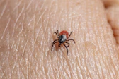 a close up of a tick laying on someone's arm