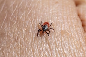 a close up of a tick laying on someone's arm