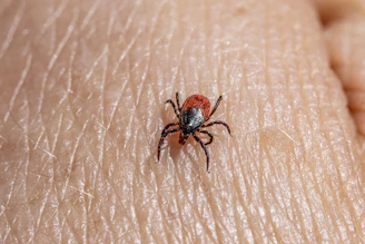 a close up of a tick laying on someone's arm