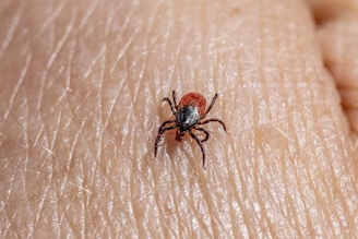 a close up of a tick laying on someone's arm