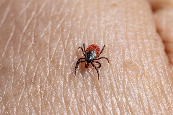 Tick close-up