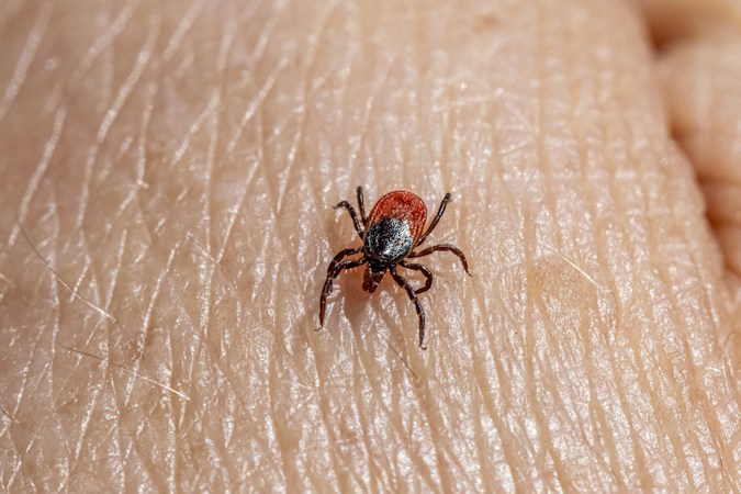 Macro photo of a small tick with a reddish-orange body and black legs crawling on the pale skin of a forearm