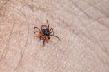 a close up of a person's arm with a spider on it