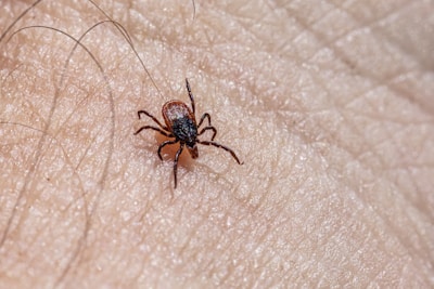 a close up of a person's arm with a spider on it