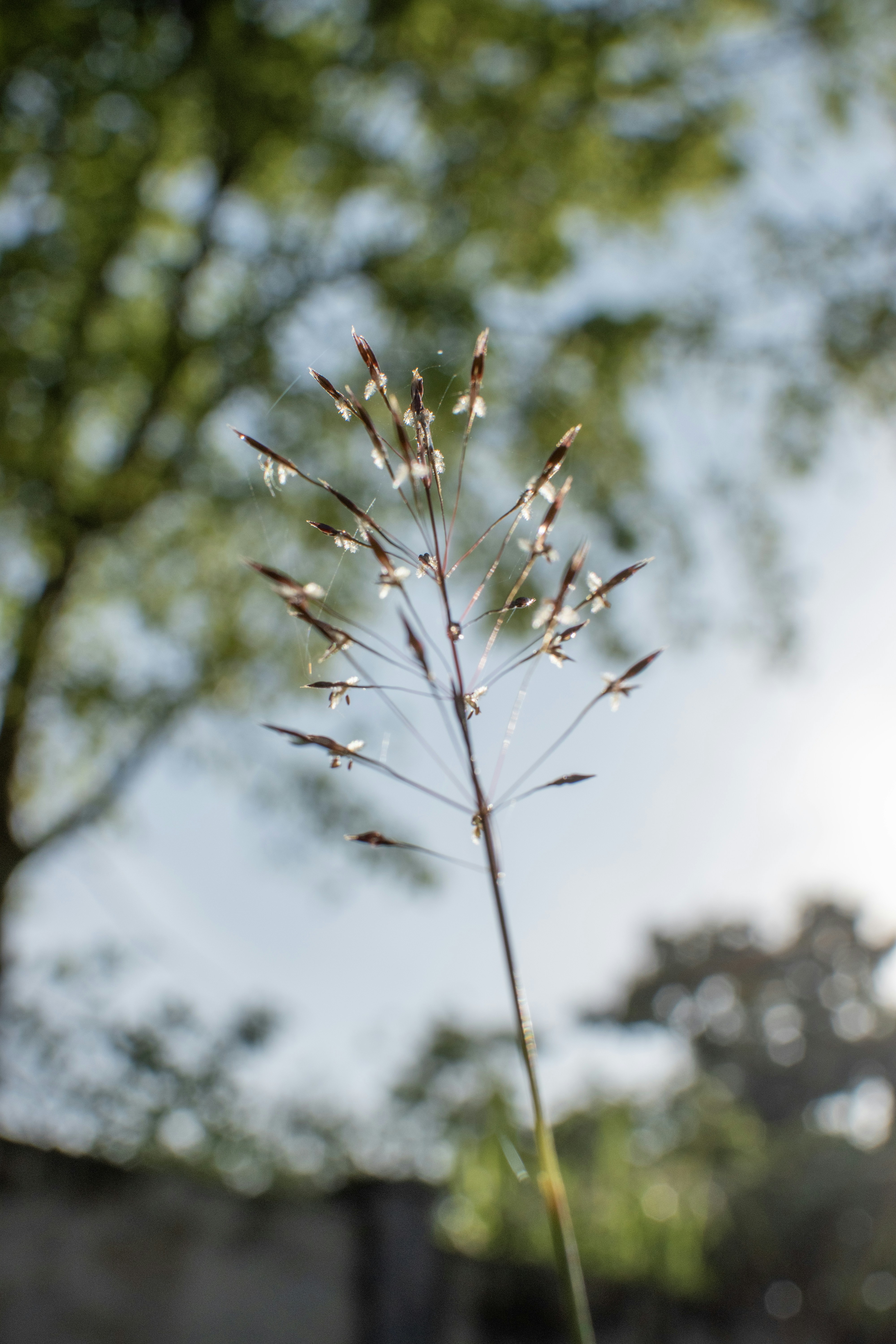 Photo by buddhi_jayasundara