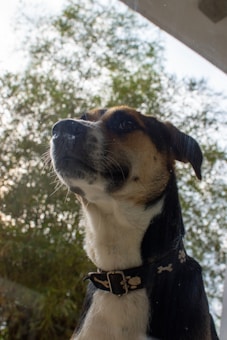A dog with a black and tan coat, wearing a black collar with bone patterns, is looking upwards while standing against a backdrop of trees and a bright sky.