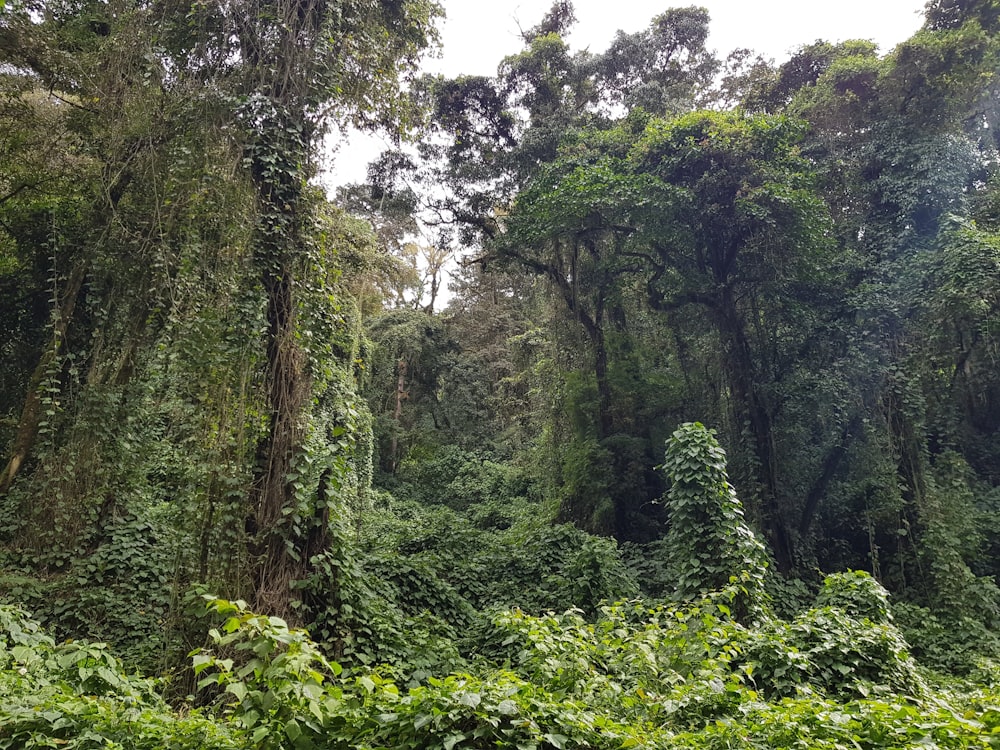 a lush green forest filled with lots of trees