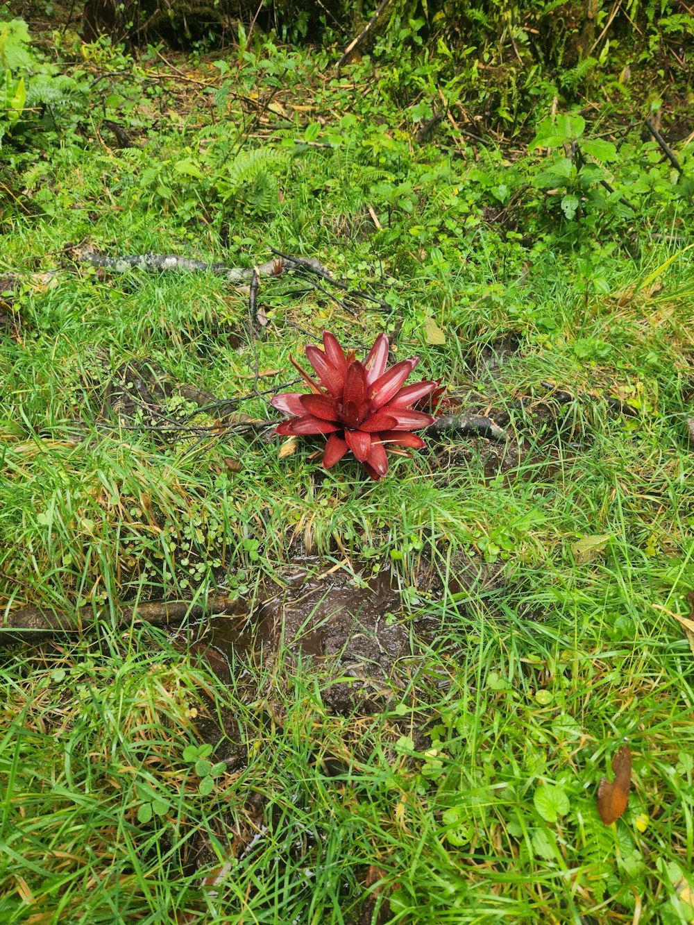 a red flower sitting on top of a lush green field