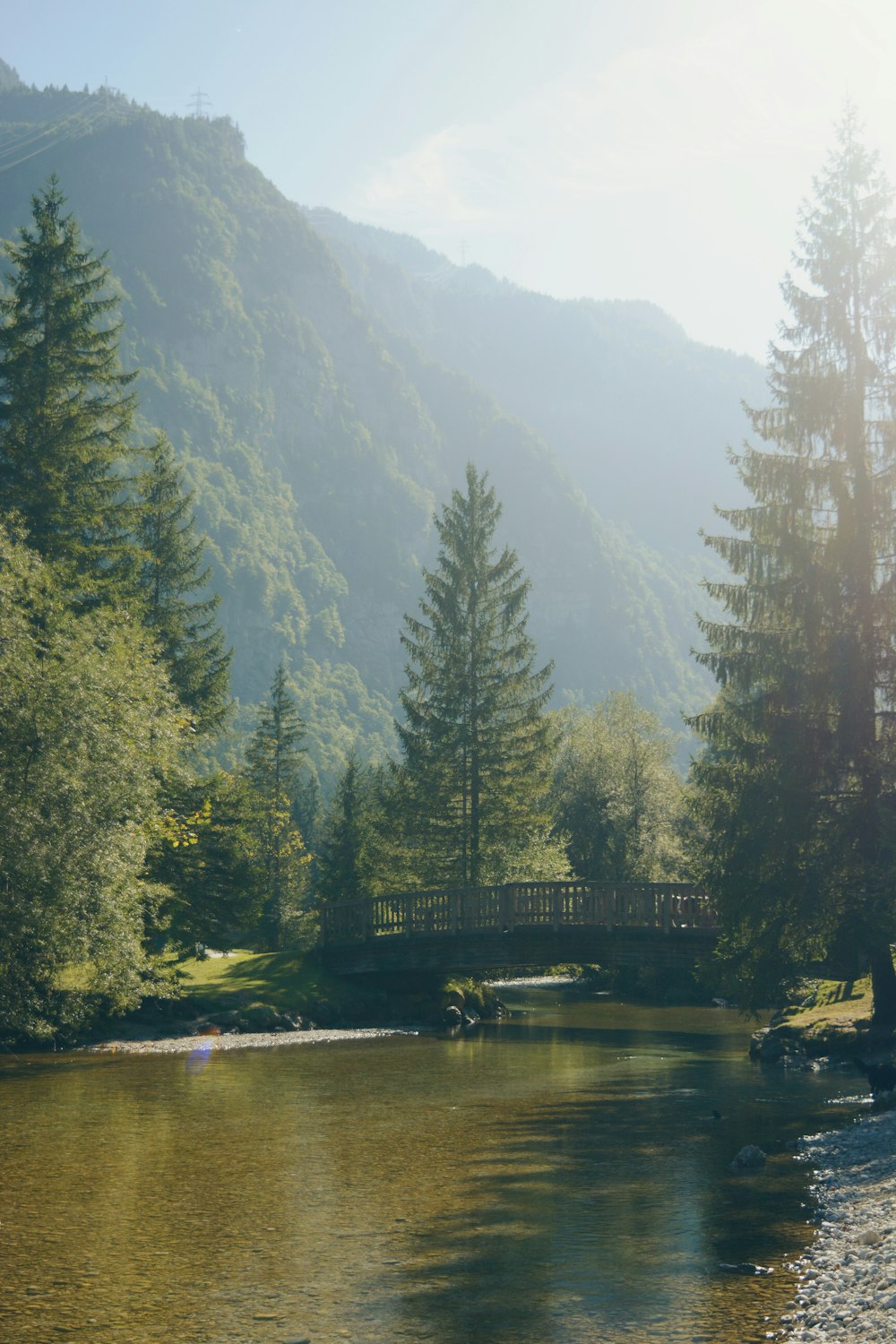 a bridge over a river in the middle of a forest